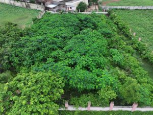 Biodiversity-Management3-RESIZE